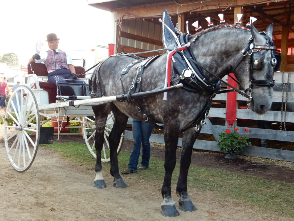 Two Wheel Horse and Pony